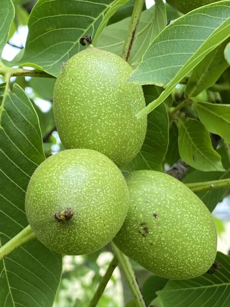 Groene walnoten voor nocino 1 (1)
